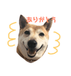 柴犬 うるみちゃんの気持ち（個別スタンプ：4）
