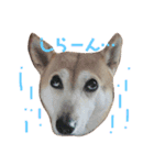 柴犬 うるみちゃんの気持ち（個別スタンプ：5）