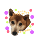 柴犬 うるみちゃんの気持ち（個別スタンプ：6）