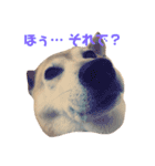 柴犬 うるみちゃんの気持ち（個別スタンプ：7）