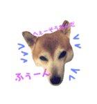 柴犬 うるみちゃんの気持ち（個別スタンプ：10）