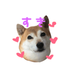 柴犬 うるみちゃんの気持ち（個別スタンプ：11）