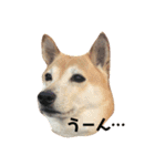 柴犬 うるみちゃんの気持ち（個別スタンプ：12）