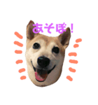柴犬 うるみちゃんの気持ち（個別スタンプ：13）