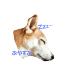 柴犬 うるみちゃんの気持ち（個別スタンプ：14）