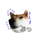 柴犬 うるみちゃんの気持ち（個別スタンプ：15）
