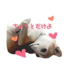 柴犬 うるみちゃんの気持ち（個別スタンプ：16）