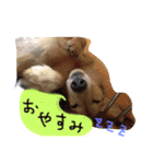 ミニチュアダックス★FIGARO（個別スタンプ：2）