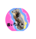 ミニチュアダックス★FIGARO（個別スタンプ：5）