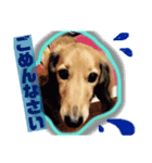 ミニチュアダックス★FIGARO（個別スタンプ：6）