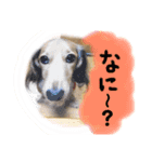 ミニチュアダックス★FIGARO（個別スタンプ：8）