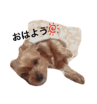 ヨークシャテリアのかわいいスタンプ（個別スタンプ：1）