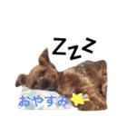 ヨークシャテリアのかわいいスタンプ（個別スタンプ：3）