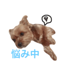 ヨークシャテリアのかわいいスタンプ（個別スタンプ：9）