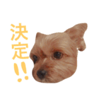 ヨークシャテリアのかわいいスタンプ（個別スタンプ：17）