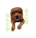ヨークシャテリアのかわいいスタンプ（個別スタンプ：20）
