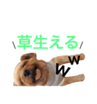 ヨークシャテリアのかわいいスタンプ（個別スタンプ：21）