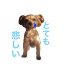 ヨークシャテリアのかわいいスタンプ（個別スタンプ：24）