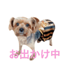 ヨークシャテリアのかわいいスタンプ（個別スタンプ：26）