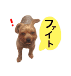 ヨークシャテリアのかわいいスタンプ（個別スタンプ：29）