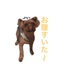 ヨークシャテリアのかわいいスタンプ（個別スタンプ：30）