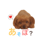 ヨークシャテリアのかわいいスタンプ（個別スタンプ：31）