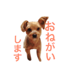 ヨークシャテリアのかわいいスタンプ（個別スタンプ：34）