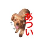 ヨークシャテリアのかわいいスタンプ（個別スタンプ：37）