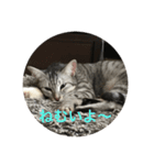 サバ猫つばさ（個別スタンプ：1）