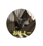 サバ猫つばさ（個別スタンプ：3）