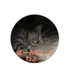 サバ猫つばさ（個別スタンプ：4）