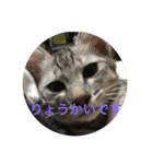 サバ猫つばさ（個別スタンプ：6）