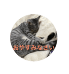 サバ猫つばさ（個別スタンプ：7）