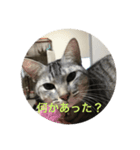サバ猫つばさ（個別スタンプ：8）