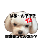 愛犬スタンプワールド（個別スタンプ：1）