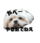 愛犬スタンプワールド（個別スタンプ：2）