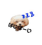 愛犬スタンプワールド（個別スタンプ：4）