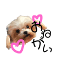愛犬スタンプワールド（個別スタンプ：5）