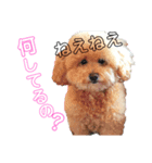 愛犬スタンプワールド（個別スタンプ：6）