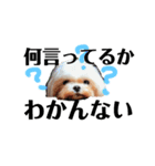 愛犬スタンプワールド（個別スタンプ：7）