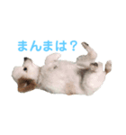 みしぇる1（個別スタンプ：1）