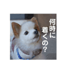 みしぇる1（個別スタンプ：3）
