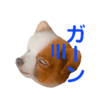みしぇる1（個別スタンプ：6）