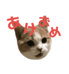 新春ひこ＆くにゃ（個別スタンプ：1）
