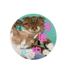 新春ひこ＆くにゃ（個別スタンプ：3）