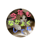 新春ひこ＆くにゃ（個別スタンプ：7）