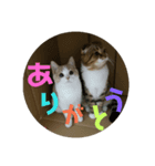 新春ひこ＆くにゃ（個別スタンプ：8）