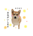 実写柴犬もふもふ（個別スタンプ：1）