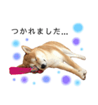 実写柴犬もふもふ（個別スタンプ：2）