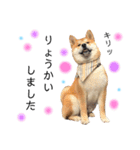 実写柴犬もふもふ（個別スタンプ：3）